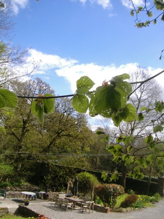 Beech leaves.JPG